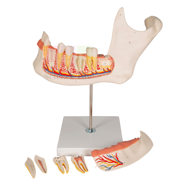 Human Teeth Model, Lower Jaw, on Stand